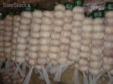 Normal white garlic,8pcs/bag, then 10kg/carton