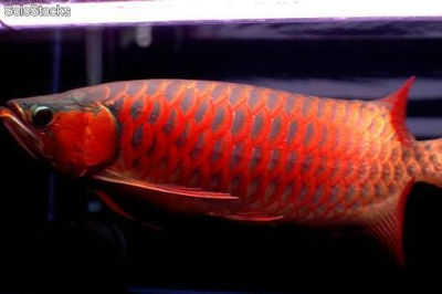 Nouveau venu pour super red fish arowana