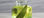 Olio di eucalipto all&amp;#39;ingrosso - Foto 2
