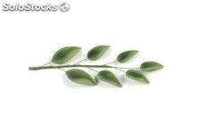 Olio Essenziale di Eucalipto cryptone (Eucalyptus polybrattea) | 10 ml