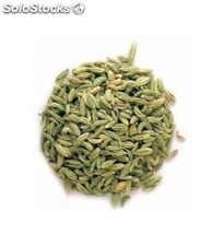 Olio Essenziale di Finocchio (Foeniculum vulgare) | 10 ml