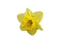 Olio Essenziale di Narciso (Narcissus poeticus) | 2 ml