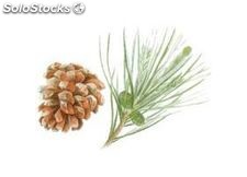 Olio Essenziale di Pino marittimo (Pinus pinaster) | 10 ml