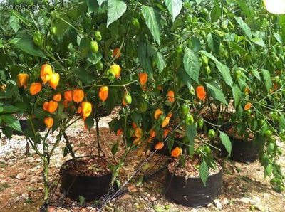 Orange. Chile Habanero Geneseeds. 1 Libra Semilla.