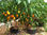 Orange. Chile Habanero Geneseeds. 1 Libra Semilla. - 1
