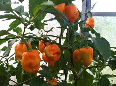 Orange. Chile Habanero Geneseeds. 1 Libra Semilla. - Foto 2