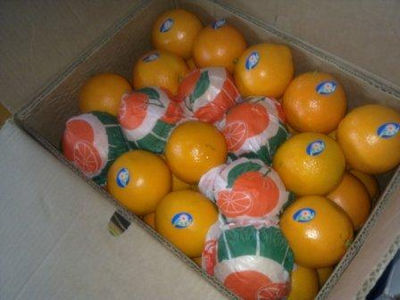Oranges - Photo 2