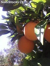 oranges agadir