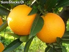 oranges d Agadir Souss Maroc