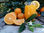 Oranges de jus Petit 10 kg - Photo 2