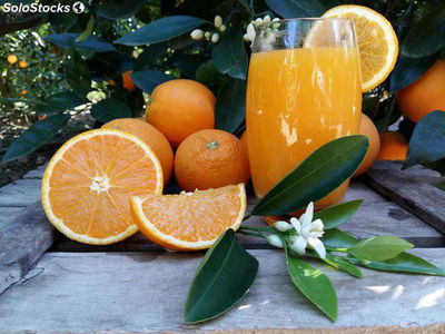 Oranges de jus Petit 17 kg - Photo 2