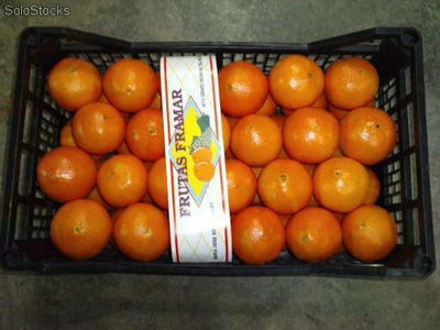 Oranges de Valence - Photo 2