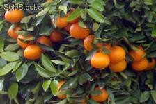 oranges et clementines d&#39;espagne