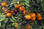 oranges et clementines d&amp;#39;espagne - 1