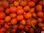 oranges et clementines d&amp;#39;espagne - Photo 2