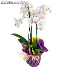 Orquídea Phaleonopsis Blanca natural premium…
