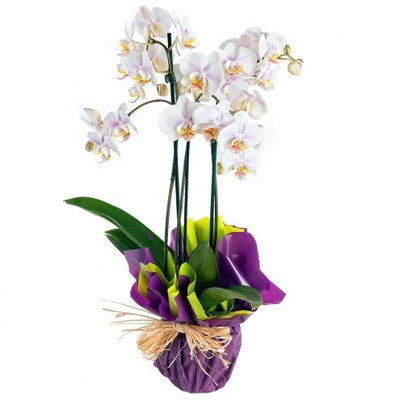 Orquídea Phaleonopsis Blanca natural premium…