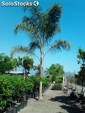 Palma coco Plumoso