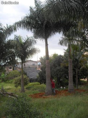 Palmeira imperial 10mts altura total - Foto 2