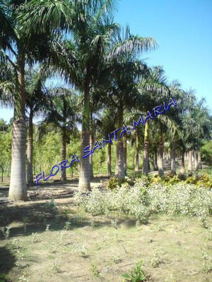 Palmeira imperial 10mts altura total - Foto 3