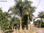 Palmeira Imperial 2,0 mt Madeira Marrom - 1