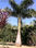 Palmeira Imperial 2,0 mt Madeira Marrom - Foto 2