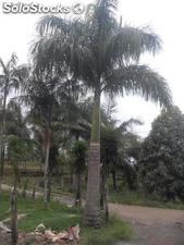 Palmeira Imperial 3,0 mt Madeira Marrom