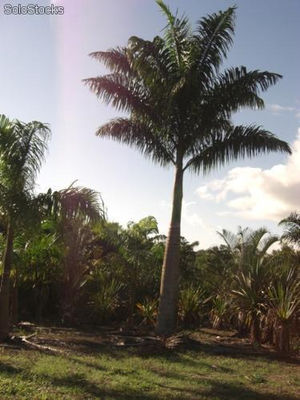 Palmeira Imperial 3,0 mt Madeira Marrom - Foto 2