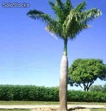 Palmeira Imperial 8 metros de altura