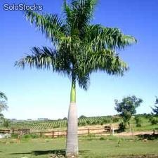 Palmeira Imperial - Roystonea