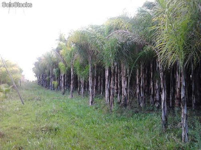 Palmier syagrus (cocos) - Photo 2