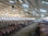 Panel Sandwich falso techo y paredes para granjas animales - 3