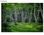 Papier peint photo avec colle: fabulous forest - Photo 2