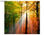 Papier peint photo avec colle: forest lights - 1