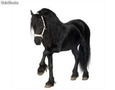 Papier peint photo avec colle: frisian horse