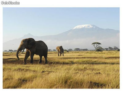 Papier peint photo avec colle: kilimanjaro elephants - Photo 2
