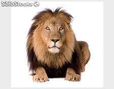 Papier peint photo avec colle: lion king