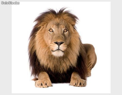Papier peint photo avec colle: lion king