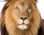 Papier peint photo avec colle: lion king - Photo 4