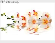 Papier peint photo avec colle: liquid orchids
