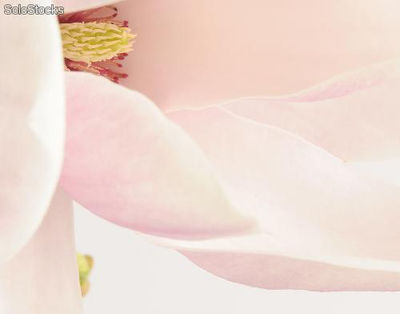 Papier peint photo avec colle: majestic magnolia - Photo 2