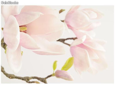 Papier peint photo avec colle: majestic magnolia - Photo 3