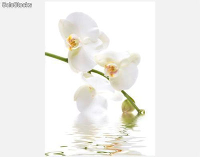 Papier peint photo avec colle: orchid waters
