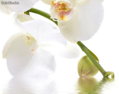 Papier peint photo avec colle: orchid waters - Photo 2