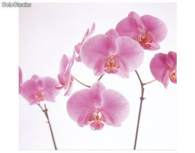 Papier peint photo avec colle: pink orchid