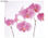 Papier peint photo avec colle: pink orchid - 1