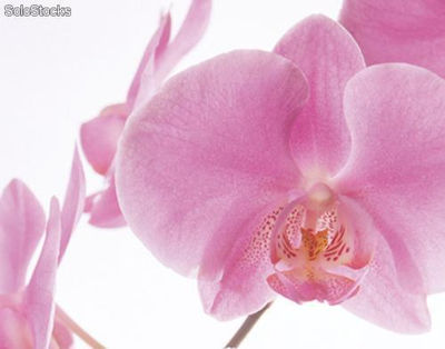 Papier peint photo avec colle: pink orchid - Photo 2