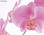 Papier peint photo avec colle: pink orchid - Photo 2
