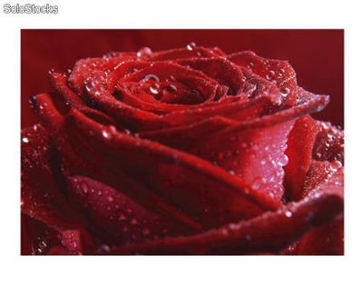 Papier peint photo avec colle: proud red rose - Photo 2