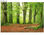 Papier peint photo avec colle: the beech grove - Photo 3